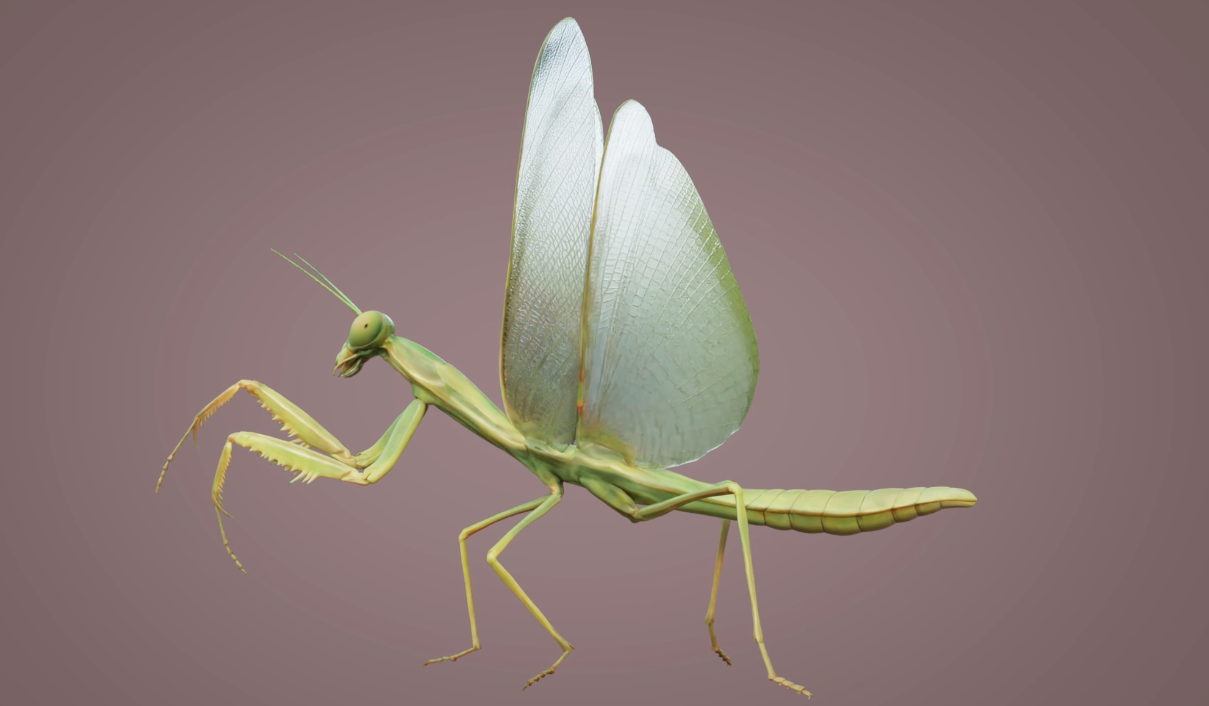 Praying Mantis